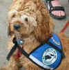 Service Dog Buffy