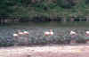 flamingos_found_on_one_island_only_galapagos.JPG (106492 bytes)