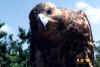 galapagos_hawk_fearless.JPG (56801 bytes)