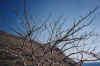 leafless_tree_galapagos_islands.JPG (51322 bytes)