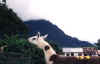 llama_in_mindo_behind_clouds_over_volcano.JPG (27122 bytes)