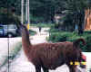 llama_in_mindo_central_park.JPG (61755 bytes)