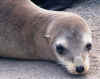 sea_lion_pup_has_no_fear.JPG (24467 bytes)