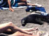 sociable_sea_lion_comes_to_people.JPG (57386 bytes)