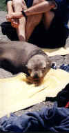 sociable_sea_lion_liked_the_towel.JPG (33026 bytes)