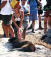 sociable_sea_lions_galapagos.JPG (39053 bytes)