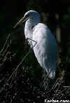 Great Egret