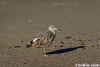 Willet on Beach