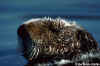 Sea Otter Floating in Water