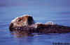 Sea Otter Floating on its Back