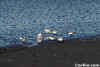 Sanderlings Walking on Wet Shore