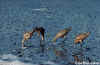 Marbled Godwits Feeding in Wet Sand