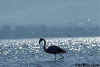 Greater Flamingo Walking in Shallow Water