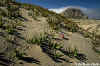 Wildflowers on Dunes of Morro State Beach