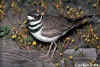 Adult KillDeer