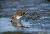 Least Sandpiper Feeding