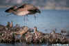 Long-billed Curlew Landing