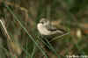 Ruffled Bushtit on Grass Blade