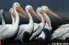 Flock of American White Pelicans