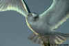 Close-up of Ring-billed Gull in Flight