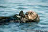 Sea Otter Wrapped in Kelp