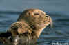 Harbor Seal