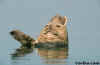 Harbor Seal