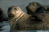 Harbor Seal