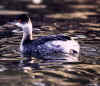 grebe2.jpg (15426 bytes)