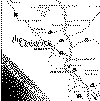 map_of_SLO_and_the_Cloisters.gif (12560 bytes)