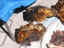 alpaca-heads-4sale.jpg (29867 bytes)