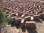 amantani-island-adobe-bricks-drying.jpg (89867 bytes)