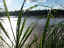 rio-madre-de-dios.jpg (74332 bytes)
